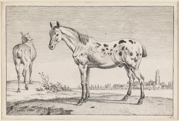 Le cheval à la queue coupée