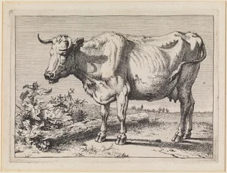 Vache à la corne torsadée