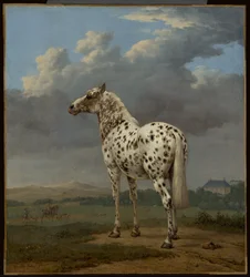 Le cheval "pie