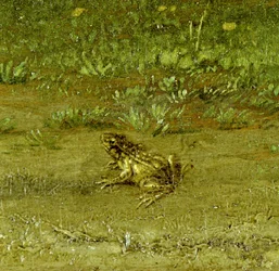 Crapaud (détail)