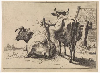 Deux vaches vues de dos