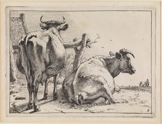 Deux vaches vues de dos