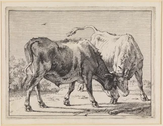 Deux bœufs combattant