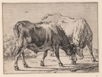 Deux bœufs en train de se battre, tiré de Divers bœufs et vaches