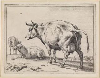 Vache urinant