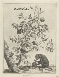 Zabucaiaboom et un singe