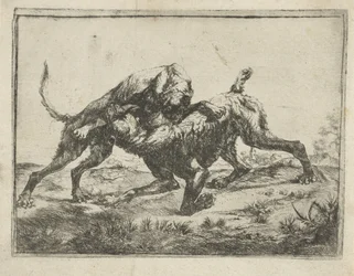 Chiens se battant
