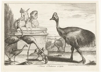 Casoars, poules d