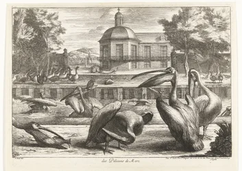 Pélicans