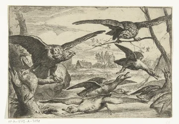 Oiseaux de proie