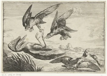 Deux faucons attaquent un héron (Diversi uccelli, série)