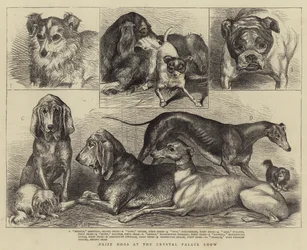 Chiens primés à l