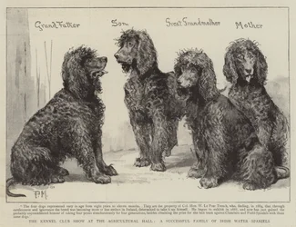 L