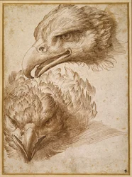 Études de la tête d