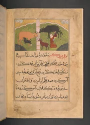 Illustration pour la traite des vaches du Ni
