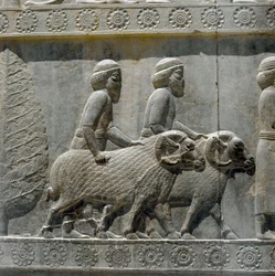 Les Sogdiens apportent des cadeaux à Darius I. Reliefs de l