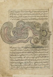 Le Serpent de Mer (al-Tannin), folio de Ajaib al-makhluqat (Merveilles de la Création) par al-Qazvini, Irak ou Turquie orientale