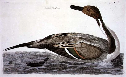 Le Canard pilet (Anas acuta) planche de 