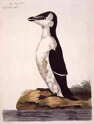 Le petit pingouin (Alca torda) ou pingouin à bec noir, planche de « The British Zoology, Class II: Birds », gravée par Peter Mazell (fl.1761-97) 1766