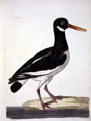 La Pie de mer ou Huîtrier pie (Haematopus ostralegus) planche de 