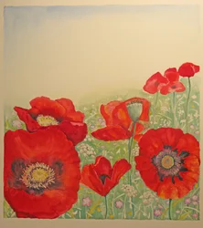Champ de coquelicots