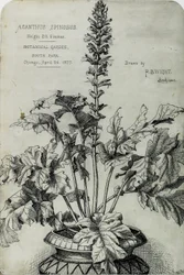 Acanthus Spinosus, dessins de présentation