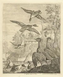 Canards et hérons près d