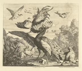 Un coq attaque un paon - Divers oiseaux (titre de la série)