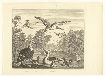 Goélands marins et canards dans un bassin aux oiseaux Divers oiseaux (titre de la série)