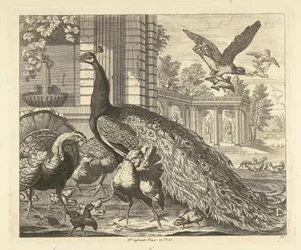 Paon et dindon près d