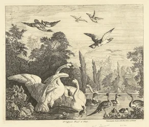 Cygnes et canards dans un étang à oiseaux Divers oiseaux (titre de la série)