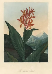 Eau rouge ou Conflore ou Toloman Forte, du Temple de Flora, par Dr. Robert Thornton (1768-1837)