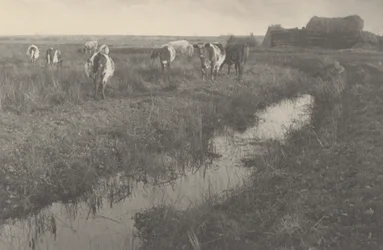 Bétail dans les marais, 1886 (photo)