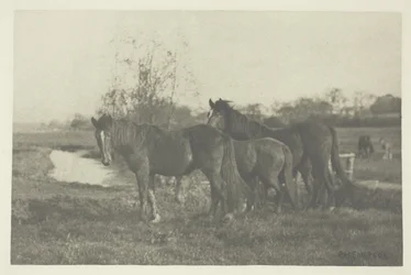 Poulains dans un marais du Norfolk