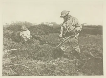 Coupe de genêts sur une commune du Suffolk