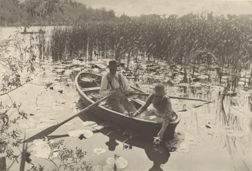 La cueillette des nénuphars