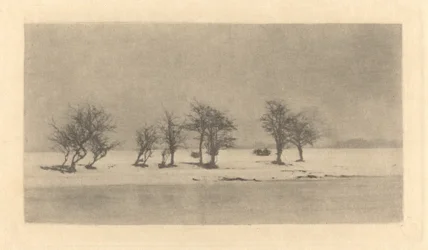 Arbres Noueux-Épineux