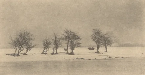 Arbres à Épines Tordues, vers 1890, imprimé vers 1895