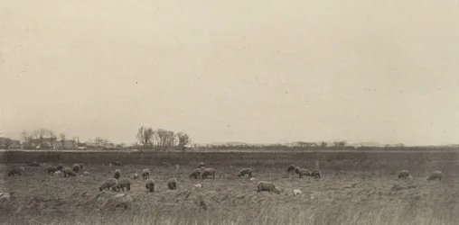 Marais par la mer du Nord