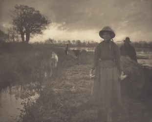 Poussée du foin des marais à la perche