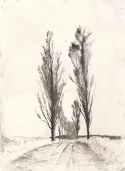 Allée de peupliers