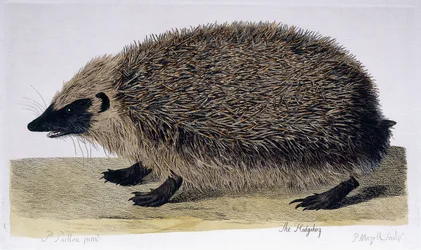 Le Hérisson, 1761-1766