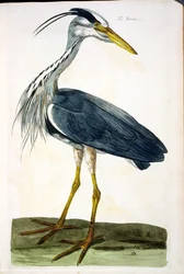 Le Héron (Ardea cinerea) planche de 