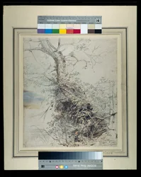 Un arbre mourant, son tronc couvert de ronces, à côté d