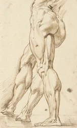 Étude écorchée des jambes d