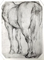 Arrière du cheval