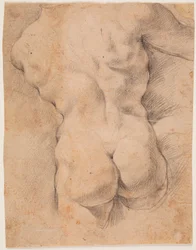 Torse masculin vu de dos