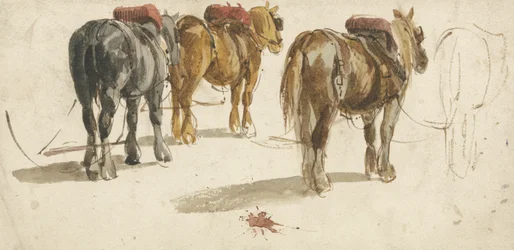 Trois chevaux de trait en harnais, vue de dos