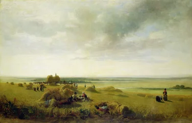 Un champ de maïs