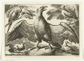 Aigle